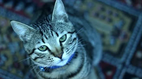 Felis catus Video stock 20470524