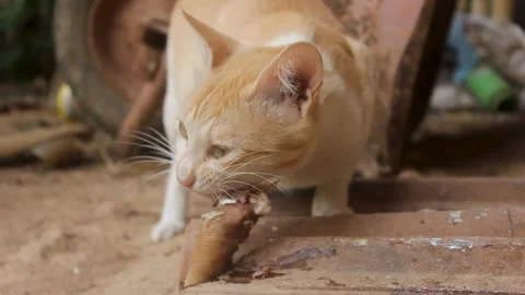 Felis Catus Stock Footage 261398773