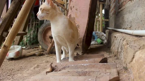 Felis Catus Stock Footage 261398789