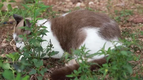 Felis Catus Stock Footage 279828916