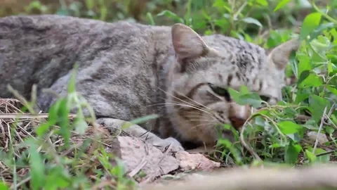 Felis Catus Stock Footage 279828933