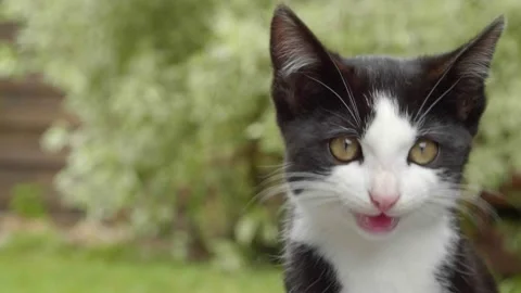 Felix kitty cat meowing Stock Footage 137167903