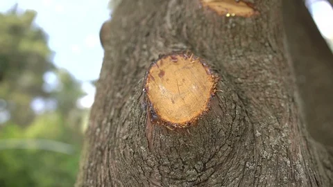 Fell off a branch, the trunk of a tree. Close-up Stock Footage 91948951