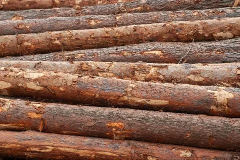 Fell tree. pine logs in full frame, Stock Photos
