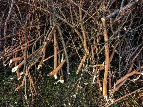 Felled and cut off tree branches stacked on the spring lawn Stock Photos