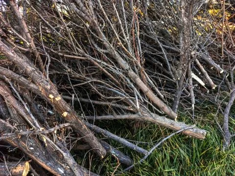 Felled and cut off tree branches stacked on the spring lawn Stock Photos