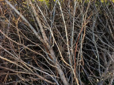 Felled and cut off tree branches stacked on the spring lawn Stock Photos