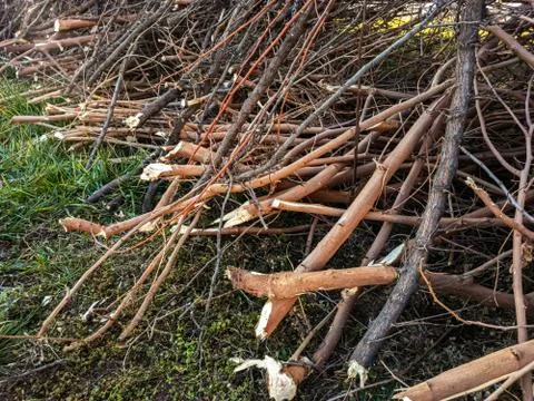 Felled and cut off tree branches stacked on the spring lawn Stock Photos