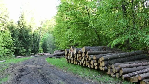 Felled and stacked tree in the forest Stock Footage 69946219