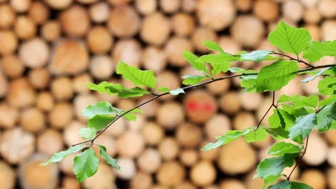 Felled and stacked tree trunks blur 4k 30fps video Stock Footage 244885971