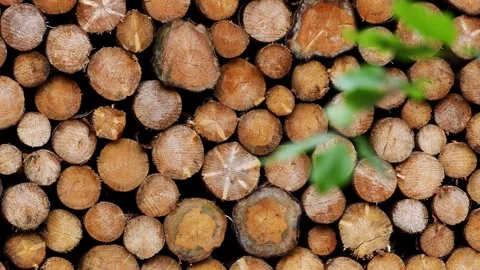 Felled and stacked tree trunks 4k 30fps video Stock-Footage 244887321