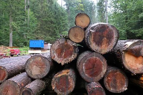 Felled and stacked tree trunks Foto stock
