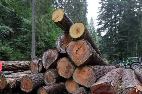 Felled and stacked tree trunks Stock Photos