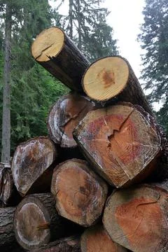 Felled and stacked tree trunks Stock Photos