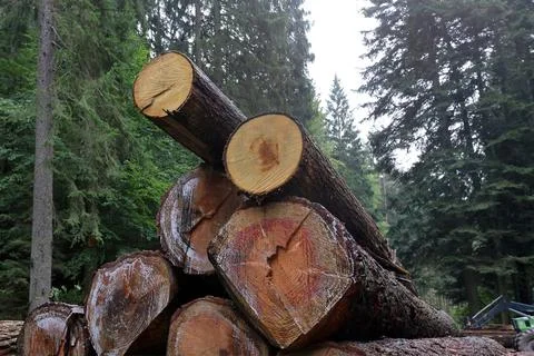 Felled and stacked tree trunks Foto stock