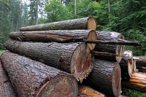 Felled and stacked tree trunks Stock Photos