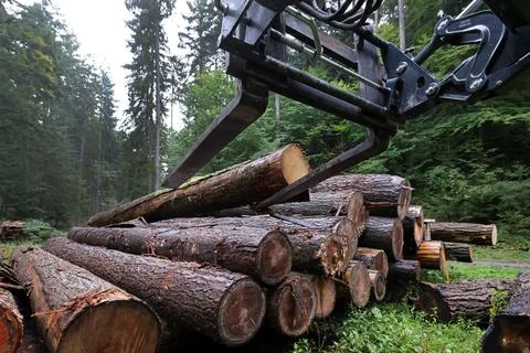 Felled and stacked tree trunks Stock Photos