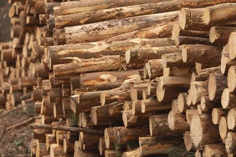Felled and stacked trunks of trees, Moncayo, Spain. Stock Photos