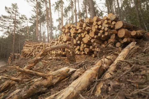 Felled and stacked trunks of trees, Moncayo, Spain. Stock Photos