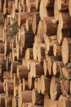 Felled and stacked trunks of trees, Moncayo, Spain. Stock Photos
