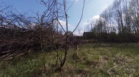 Felled branches Video stock 50769660