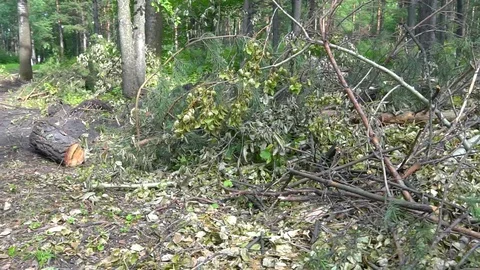 Felled branches. Sawn trees Stock Footage 115329079