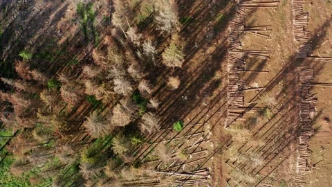 A felled forest from above in 4k Stock Footage 160165185