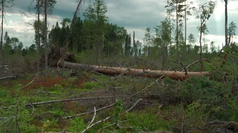 Felled forest with fallen and uprooted trees for agricultural needs. Stock Footage 160896177