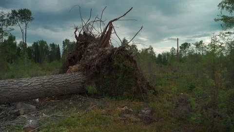 Felled forest with fallen and uprooted trees for agricultural needs. Stock Footage 160896211