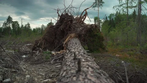 Felled forest with fallen and uprooted trees for agricultural needs. 库存影片 160896233