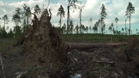 Felled forest with fallen and uprooted trees for agricultural needs. Stock Footage 160896260