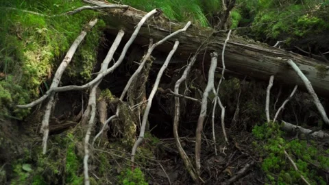 Felled forest with fallen and uprooted trees for agricultural needs. Stock Footage 160896263