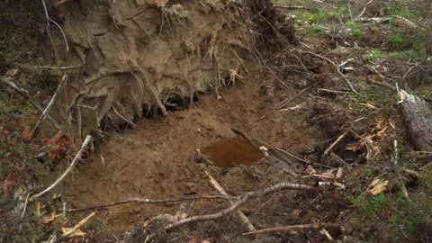 Felled forest with fallen and uprooted trees for agricultural needs. Stock Footage 160896299