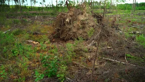 Felled forest with fallen and uprooted trees for agricultural needs. Stock Footage 160896300