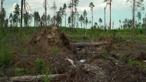 Felled forest with fallen and uprooted trees for agricultural needs. Stock Footage 160896327