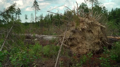 Felled forest with fallen and uprooted trees for agricultural needs. Stock Footage 160896378