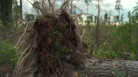 Felled forest with fallen and uprooted trees for agricultural needs. Stock Footage 160896417