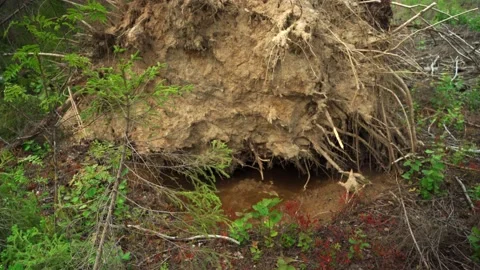 Felled forest with fallen and uprooted trees for agricultural needs. Stock Footage 160896419