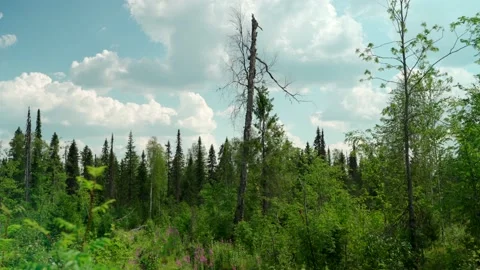 Felled forest with fallen and uprooted trees for agricultural needs. Stock Footage 160896569