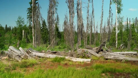 Felled forest with fallen and uprooted trees for agricultural needs. Stock Footage 160896607