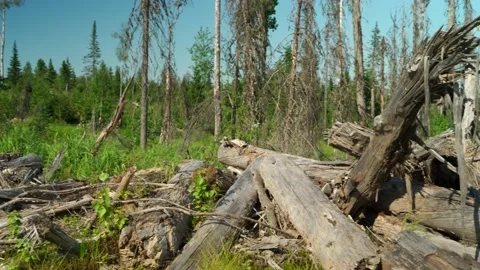 Felled forest with fallen and uprooted trees for agricultural needs. Stock Footage 160896674