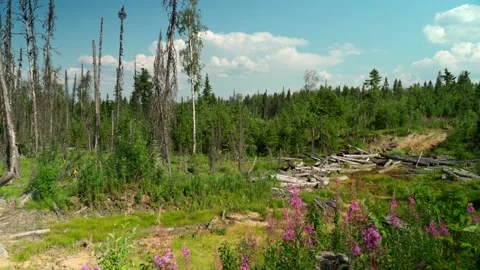 Felled forest with fallen and uprooted trees for agricultural needs. Stock Footage 160896726