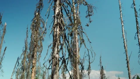 Felled forest with fallen and uprooted trees for agricultural needs. Stock Footage 160896755