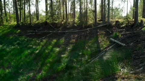 Felled forest with fallen and uprooted trees for agricultural needs. Stock Footage 160897044