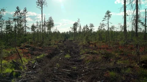 Felled forest with fallen and uprooted trees for agricultural needs. Stock Footage 160897086