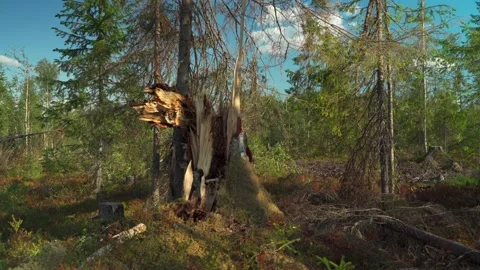 Felled forest with fallen and uprooted trees for agricultural needs. Stock Footage 160897092