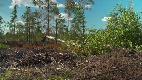 Felled forest with fallen and uprooted trees for agricultural needs. Stock Footage 160897108