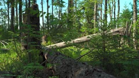 Felled forest with fallen and uprooted trees for agricultural needs. Stock Footage 160897239