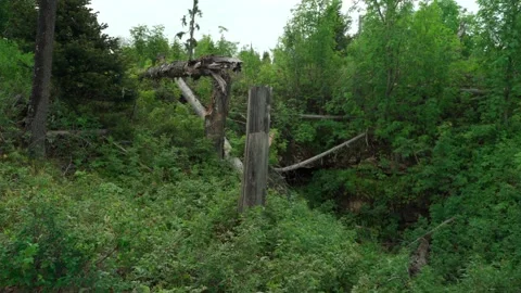 Felled forest with fallen and uprooted trees for agricultural needs. Stock Footage 160897370