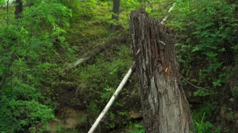Felled forest with fallen and uprooted trees for agricultural needs. Stock Footage 160897537